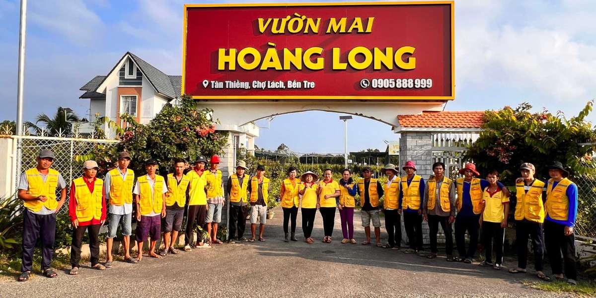 Top 6 địa chỉ tìm mai vàng đẹp nhất Sài Gòn