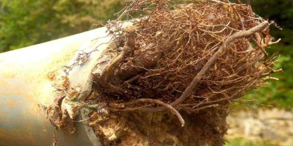 Tree Root Ingress Southend: Causes, Solutions, and Prevention for Property Owners