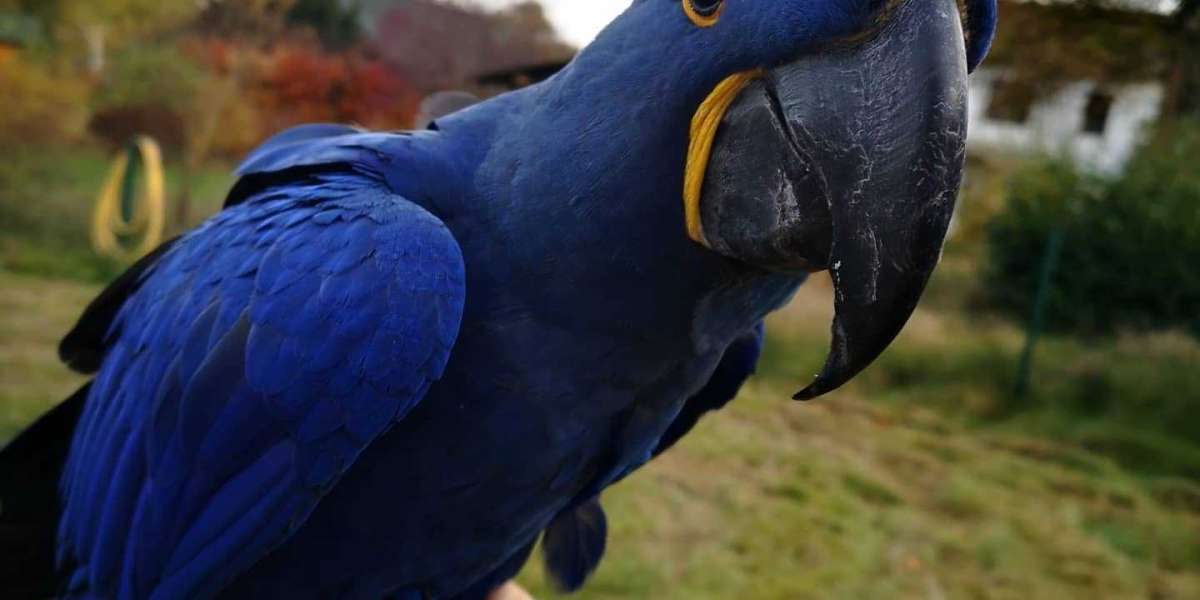 Thinking of Buying a Macaw? Here’s What You Need to Know